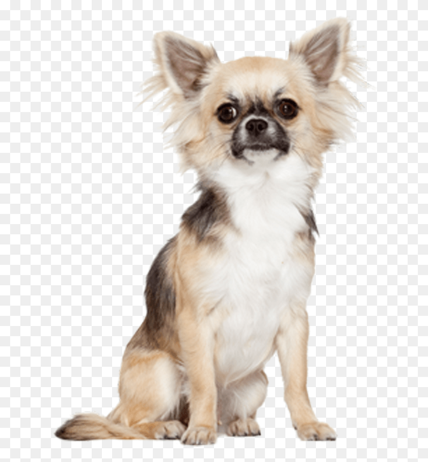 641x847 Fearless Fireball Finicky Chihuahua, Dog, Pet, Canine HD PNG Download