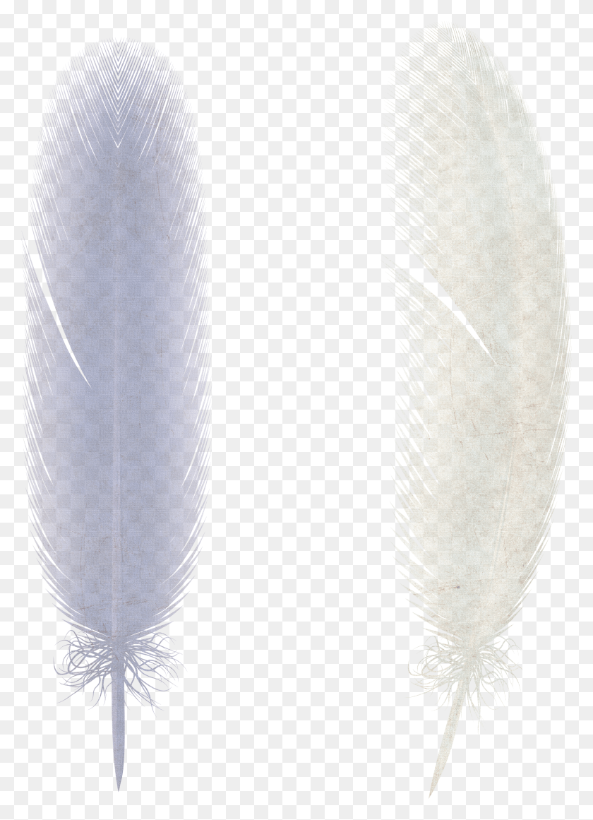 2307x3257 Feather HD PNG Download