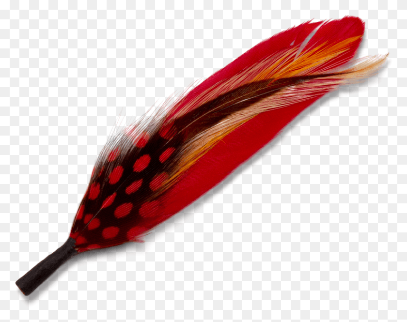 820x637 Feather, Bird, Animal, Fishing Lure HD PNG Download