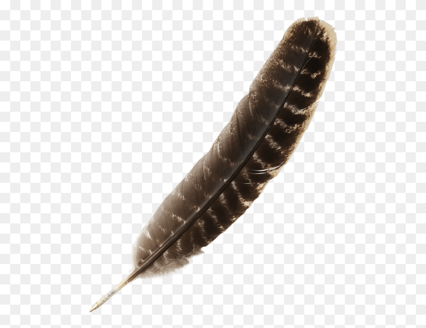 492x586 Feather, Leaf, Plant, Bottle HD PNG Download