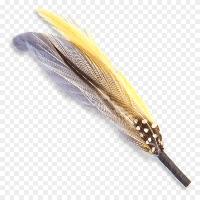 889x891 Feather, Bird, Animal, Fishing Lure HD PNG Download
