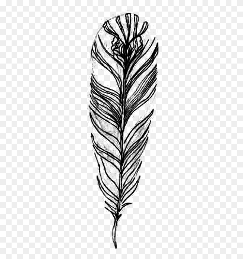 277x837 Feather Bird Drawing Doodle Cutefreetoedit Illustration, Gray, World Of Warcraft HD PNG Download