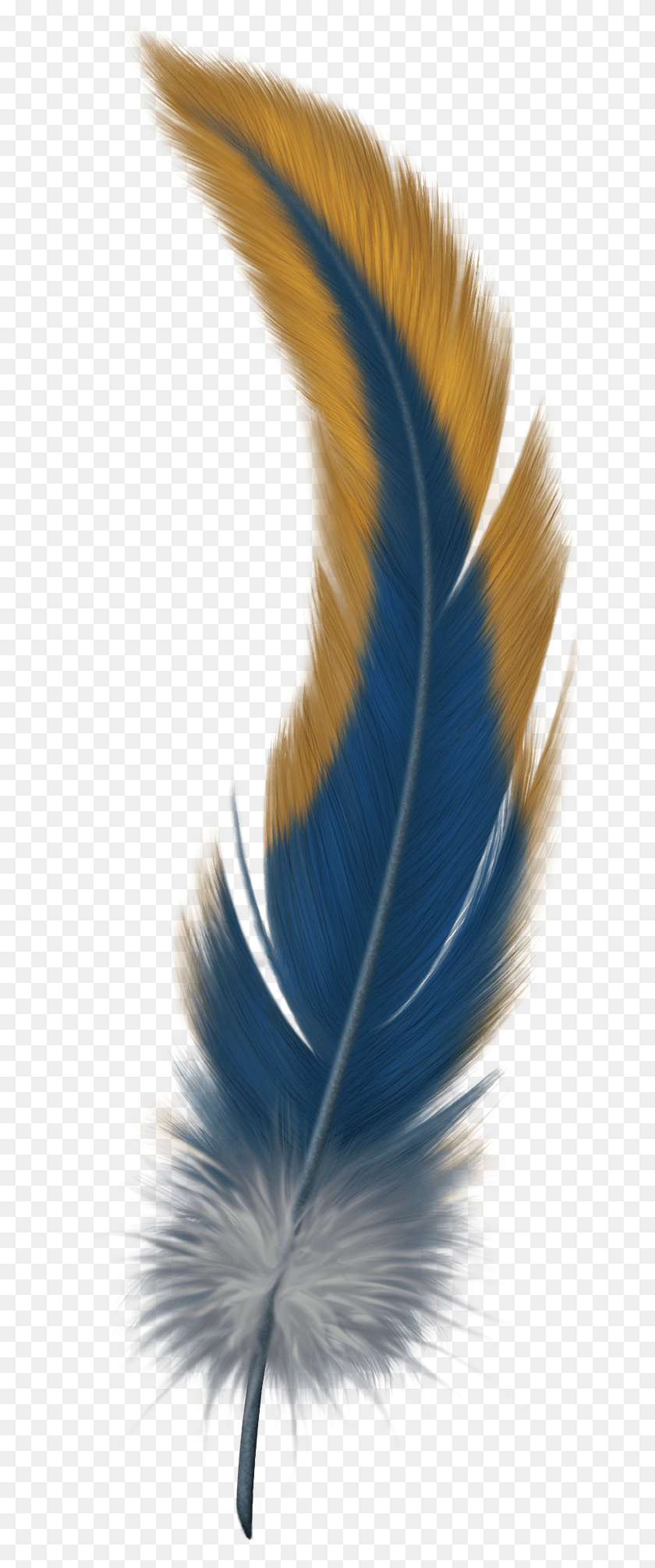 674x1950 Feather Bird Of Paradise Feather, Graphics, Veins HD PNG Download