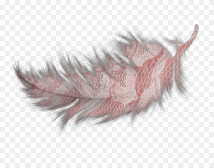 1590x1225 Feather Feathers Pink Decorate Inair Fly Dessin Plume Blanche, Horse, Mammal, Animal HD PNG Download