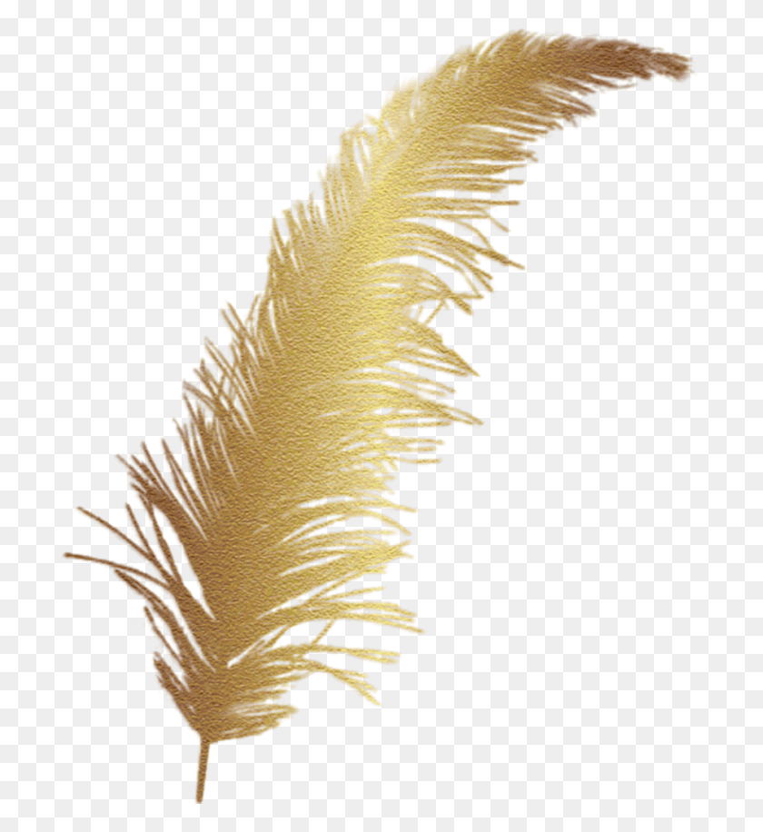705x856 Feather Gold Accent Decal Golden Feather, Plant, Bird, Animal HD PNG Download