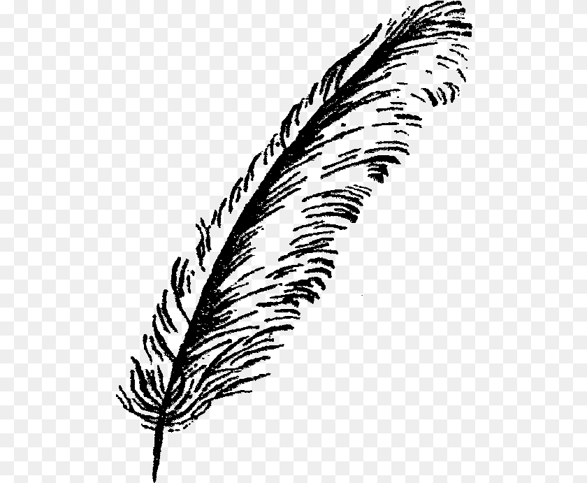 511x691 Feather Illustration Image Bird Feathers Black And White, Plant, Reed, Person, Silhouette Transparent PNG
