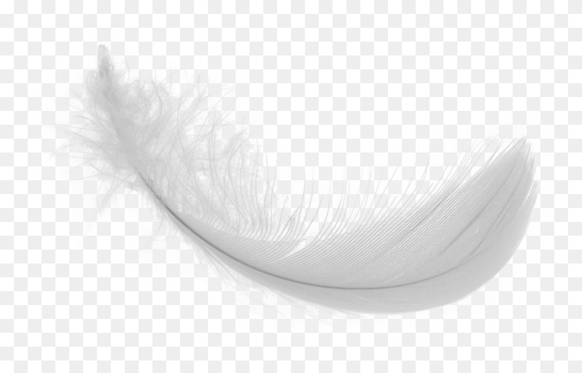1245x763 Feather Image White Feather Image Feather Real White, Sea Life, Animal, Invertebrate HD PNG Download