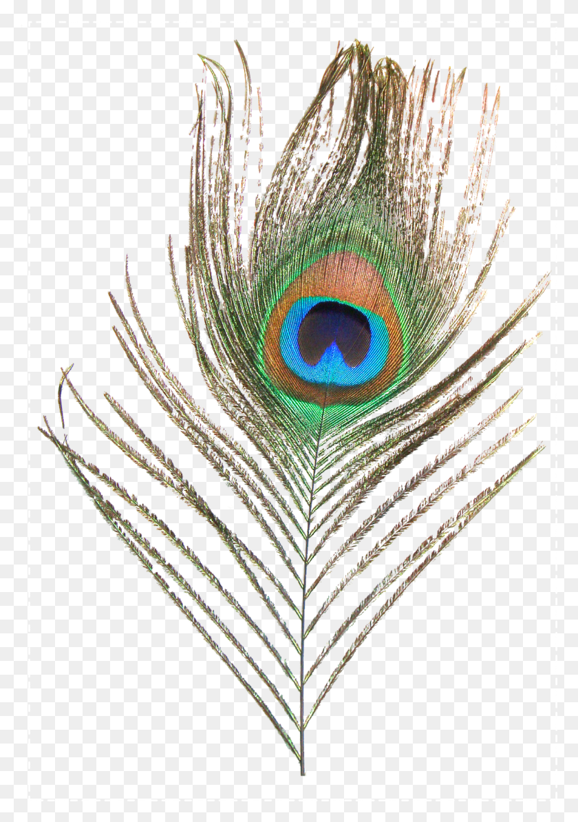 1128x1641 Feather Peafowl Clip Art Transprent Format Peacock Feather, Animal, Peacock, Bird HD PNG Download