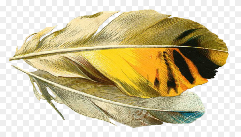 1255x675 Feather Quill Old Quill, Leaf, Plant, Hat HD PNG Download