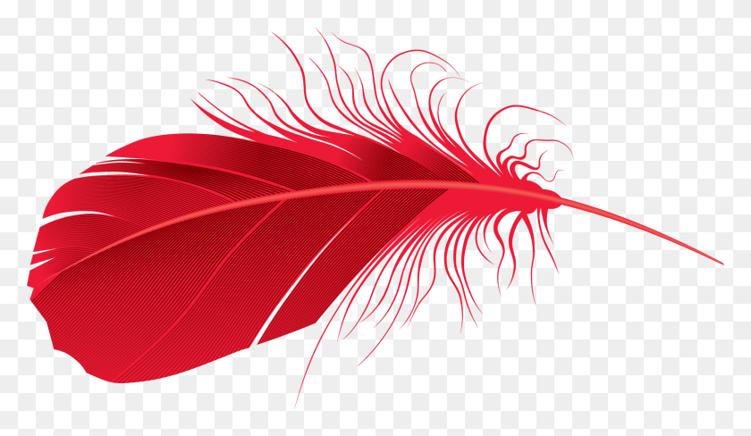 1635x899 Feather Red Feather Transparent Background, Graphics, Leaf HD PNG Download