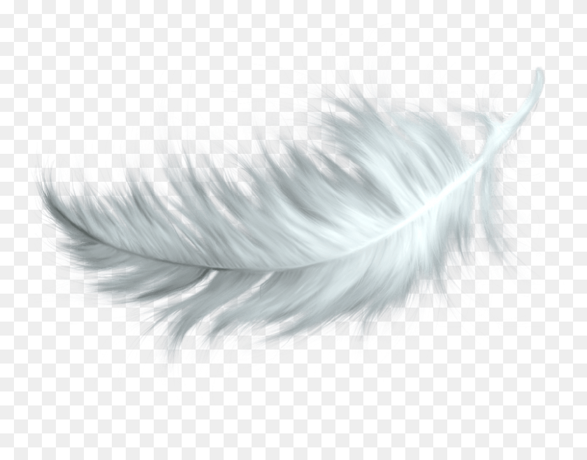 801x615 Feather Transparent Bird Feather White, Animal, Chicken, Poultry HD PNG Download
