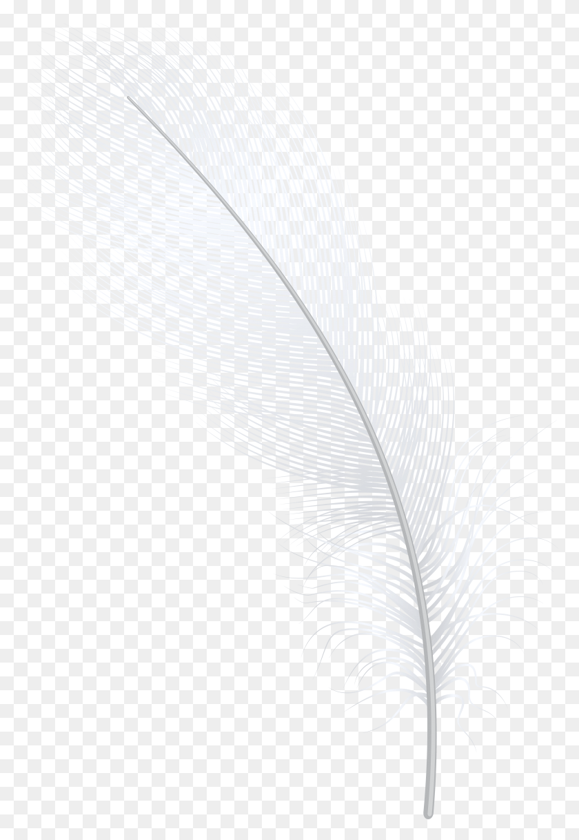 5307x7873 Feather White Clip Art Darkness, Pattern, Graphics HD PNG Download