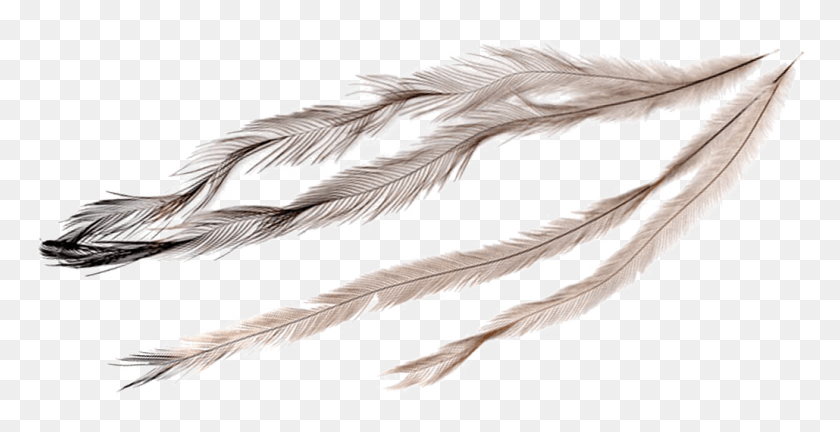 1029x491 Feathers Emu Feathers, Bird, Animal, Text HD PNG Download