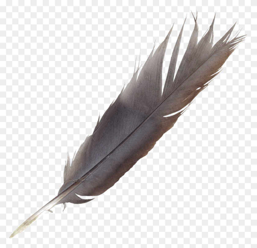 986x953 Feathers Transparent Onlygfx Com Feather Stretcher Old, Bottle, Ink Bottle, Bird HD PNG Download