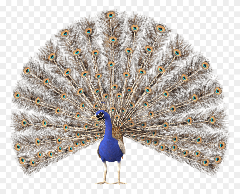 1241x983 Feathersprideplumage Peacock No Background, Bird, Animal HD PNG Download