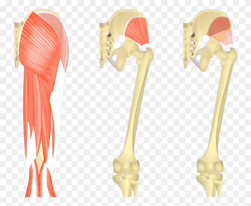 750x630 Feature Image Three Images Showing Posterior View Glute Med Origin And Insertion, Leisure Activities, Hip, Skeleton HD PNG Download