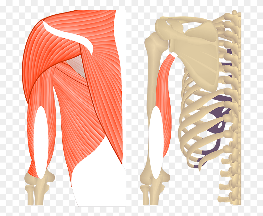 702x631 Featured Image Featured Image Showing Two Views Of Tricep Medial Head, Skeleton, Neck, Shoulder HD PNG Download