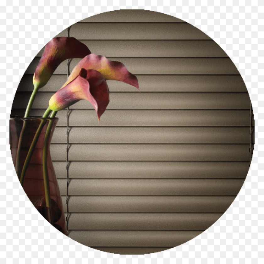 800x800 Features Amp Benefits Moth Orchid, Home Decor, Bird, Animal HD PNG Download