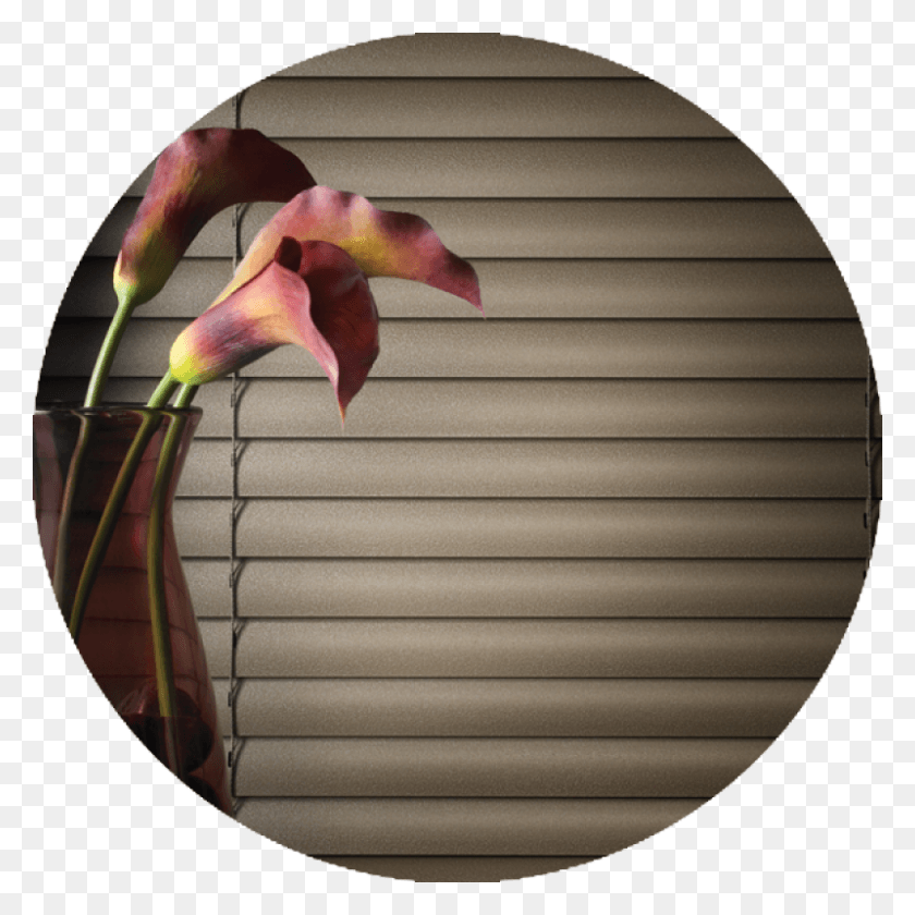 800x800 Features Amp Benefits Moth Orchid, Home Decor, Bird, Animal Descargar Hd Png