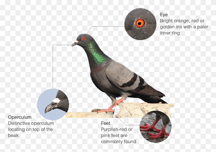 789x538 Features Stock Dove, Bird, Animal, Pigeon HD PNG Download