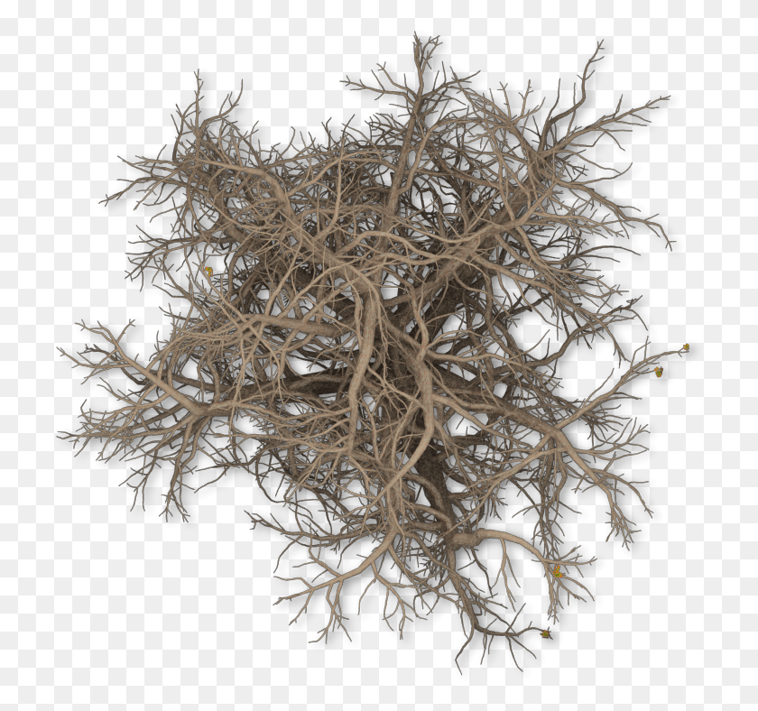 721x728 Feb 2009 Pond Pine, Plant, Root, Tree HD PNG Download