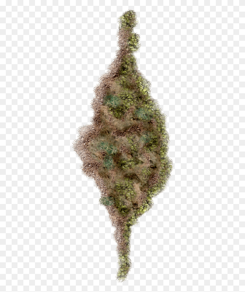 354x942 Feb 2009 Red Pine, Plant, Mineral, Moss HD PNG Download