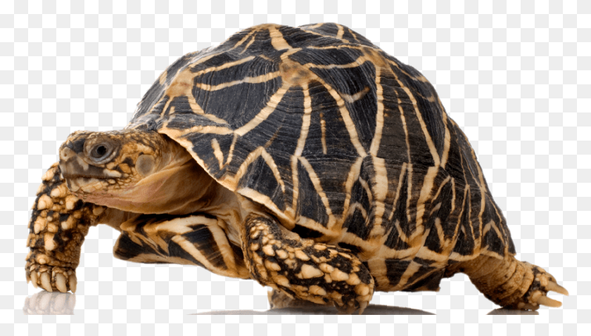 867x465 Feb Tortoise Chelonoidis, Turtle, Reptile, Sea Life HD PNG Download