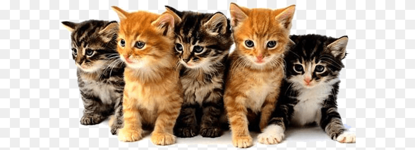 599x305 Feline Panleukopenia Virus Vetlife Cats And Kittens, Animal, Cat, Kitten, Mammal Transparent PNG
