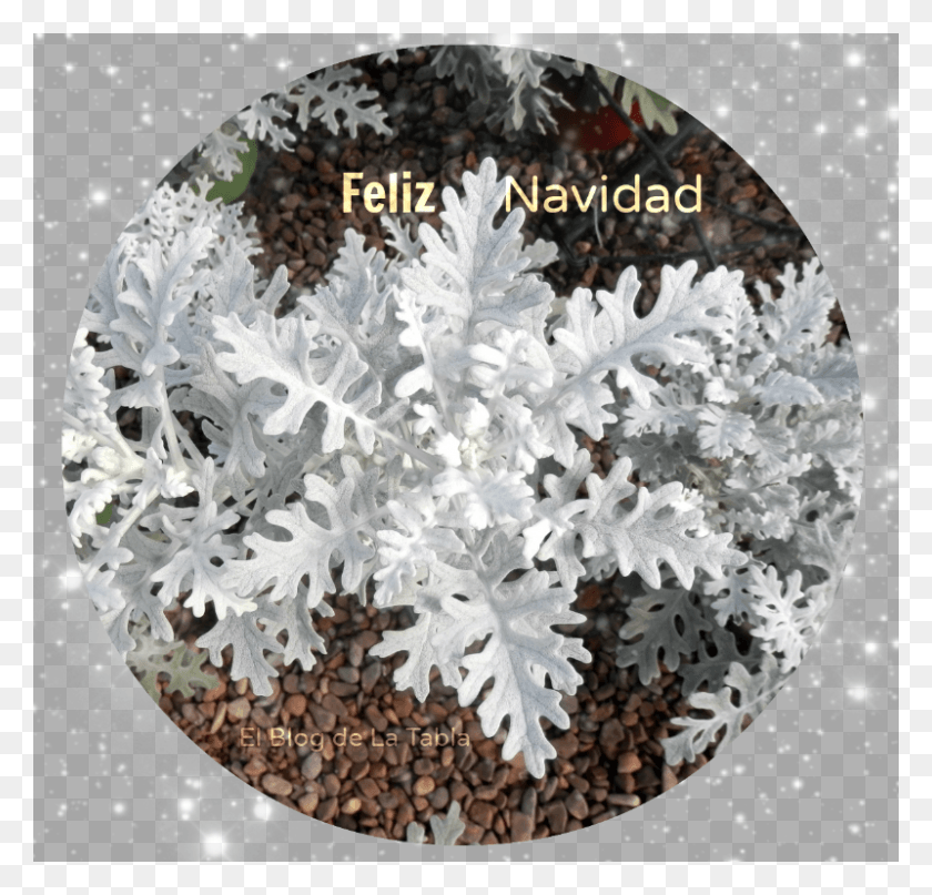 800x767 Feliz Navidad Felices Fiestas Siempre Jasmine, Collage, Poster, Advertisement HD PNG Download