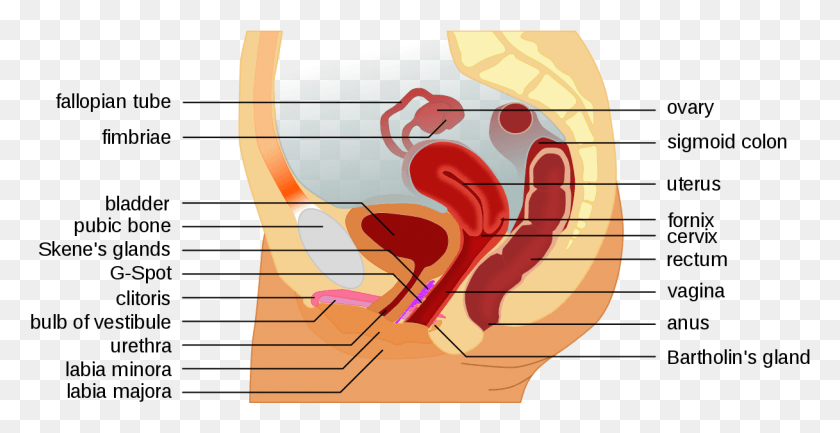 1217x583 Descargar Png / Anatomía Femenina Con Punto G En G Spot Diagrama, Oído, Cuello Hd Png