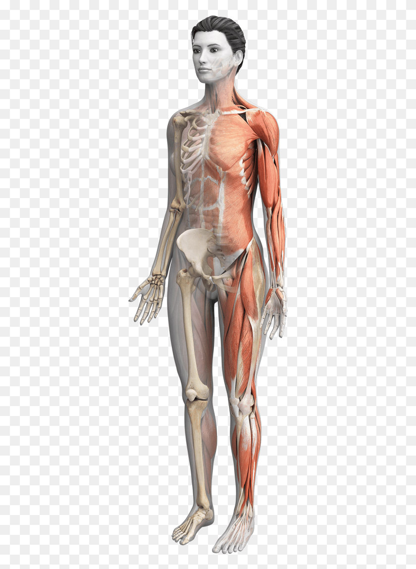 323x1089 Female Anatomy With Muscular Skeletal System Highlighted Anatomy, Skeleton, Person, Human HD PNG Download