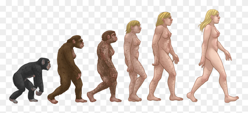 1185x495 Female Human Evolution Human Evolution Female, Person, Figurine, Suit HD PNG Download