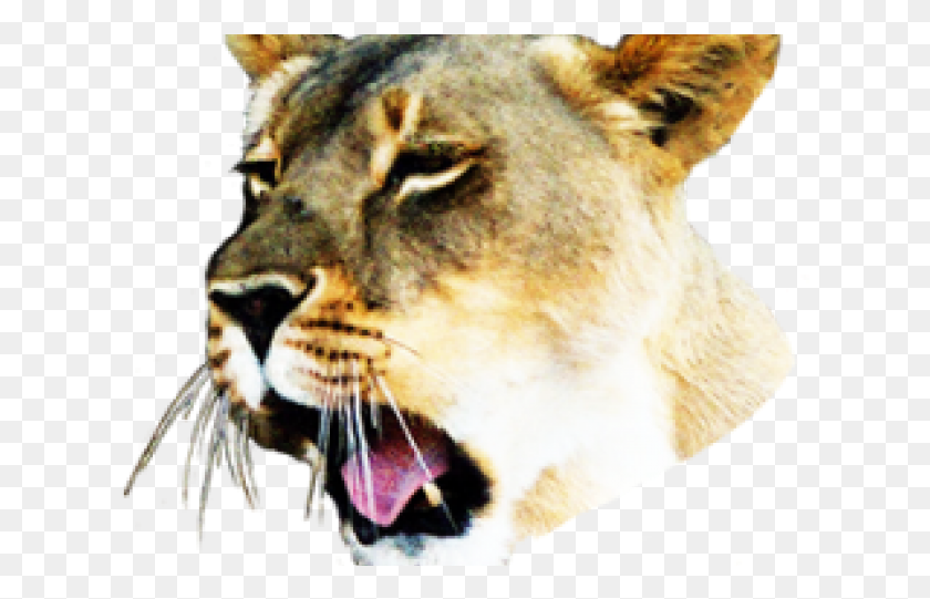 623x481 Female Lion Head, Wildlife, Animal, Mammal HD PNG Download