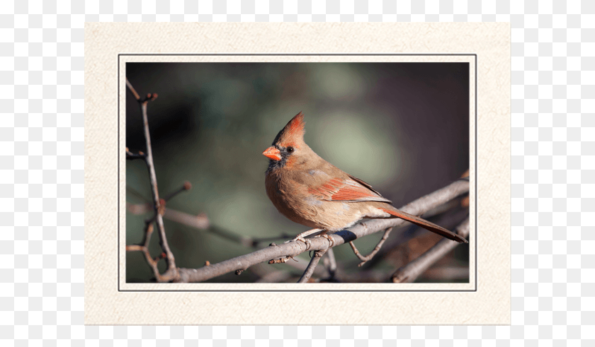 604x431 Female Northern Cardinal Northern Cardinal, Bird, Animal, Beak HD PNG Download