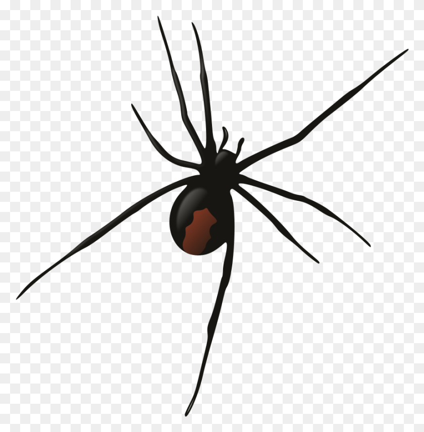 858x876 Female Redback Spider Redback Black Widow Spider Transparent Background, Garden Spider, Insect, Invertebrate HD PNG Download