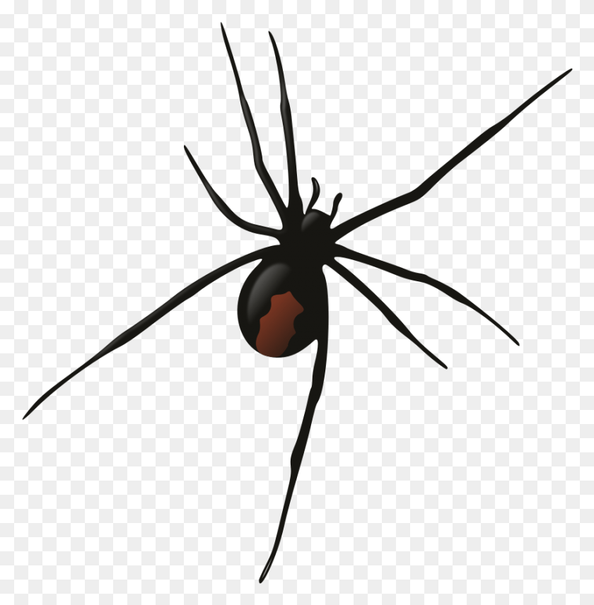 858x876 Самка Redback Spider Redback Черная Вдова Паук На Прозрачном Фоне, Садовый Паук, Насекомое, Беспозвоночные Hd Png Скачать