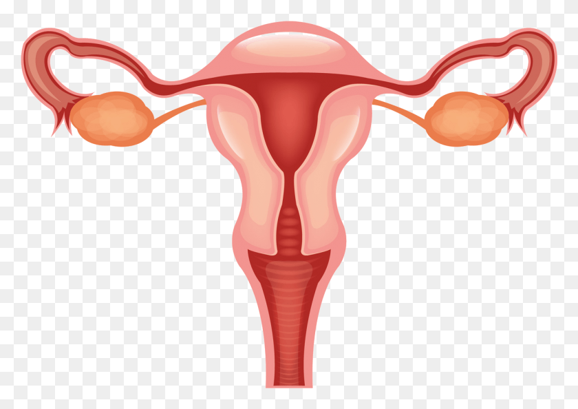 1241x850 Female Reproductive System Vector, Hip, Torso HD PNG Download