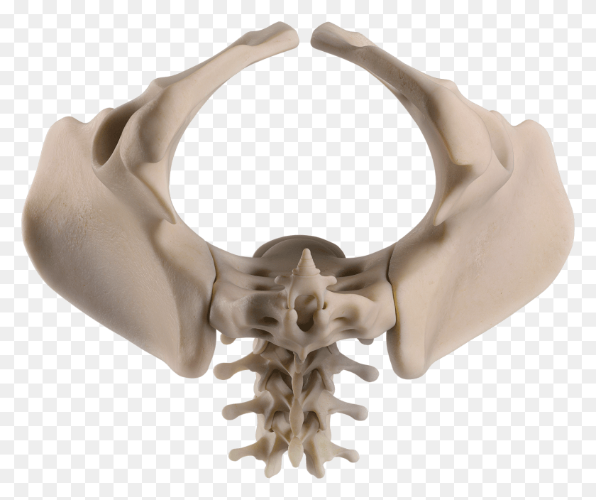 1452x1200 Female Skull, Skeleton, Hip, Jaw HD PNG Download