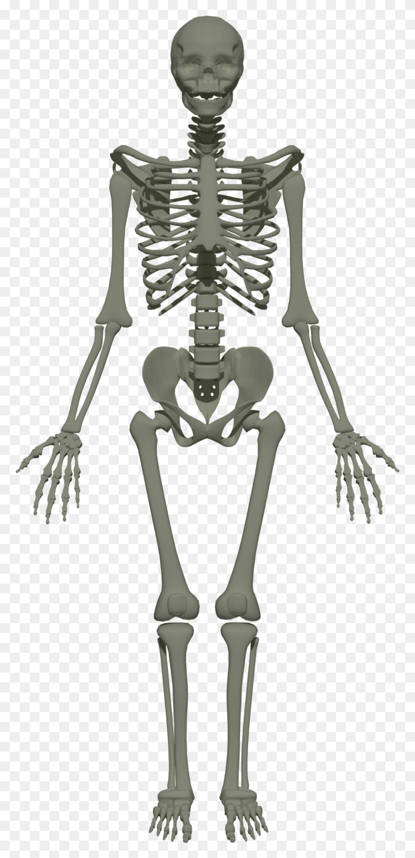 808x1736 Female Vs Male Spine, Skeleton HD PNG Download
