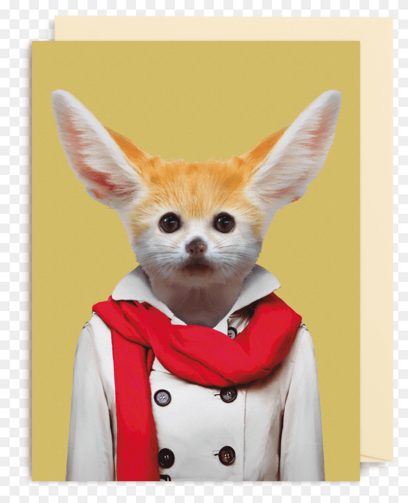 791x989 Fennec Fox, Mammal, Animal, Pet HD PNG Download
