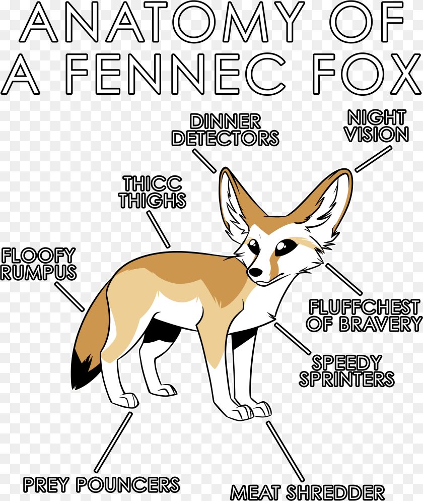 3482x4122 Fennec Fox, Animal, Canine, Kit Fox, Mammal Sticker PNG