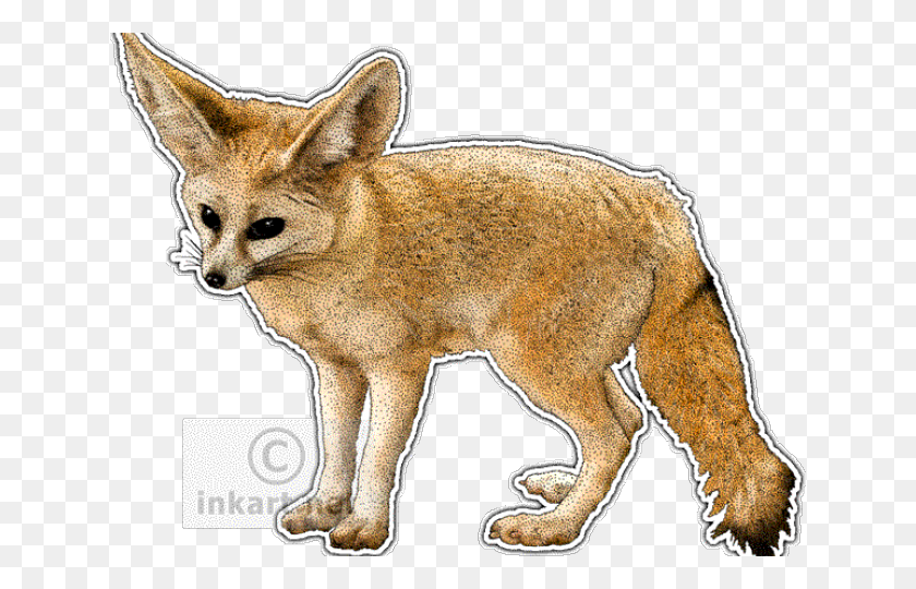 640x480 Fennec Fox Clipart Easy Drawing Fox Species, Kit Fox, Canine, Wildlife HD PNG Download