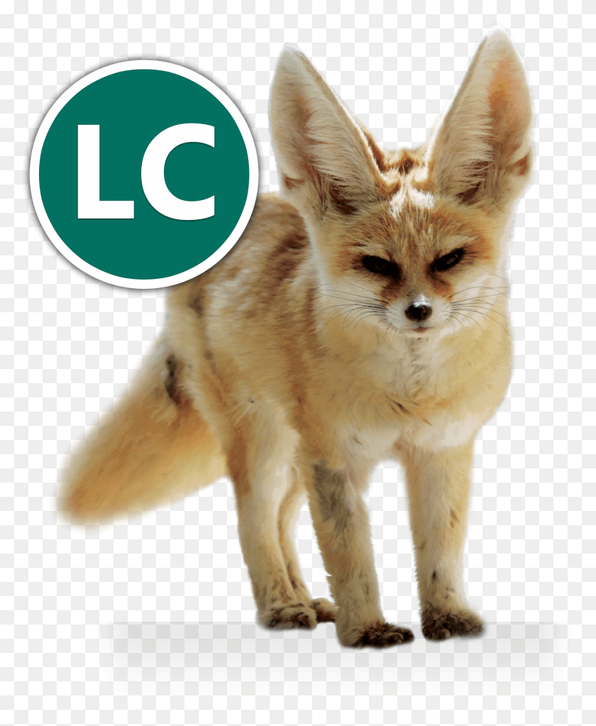 1721x2125 Fennec Fox Icon Conservation Volpe Domestica, Dog, Pet, Canine HD PNG Download