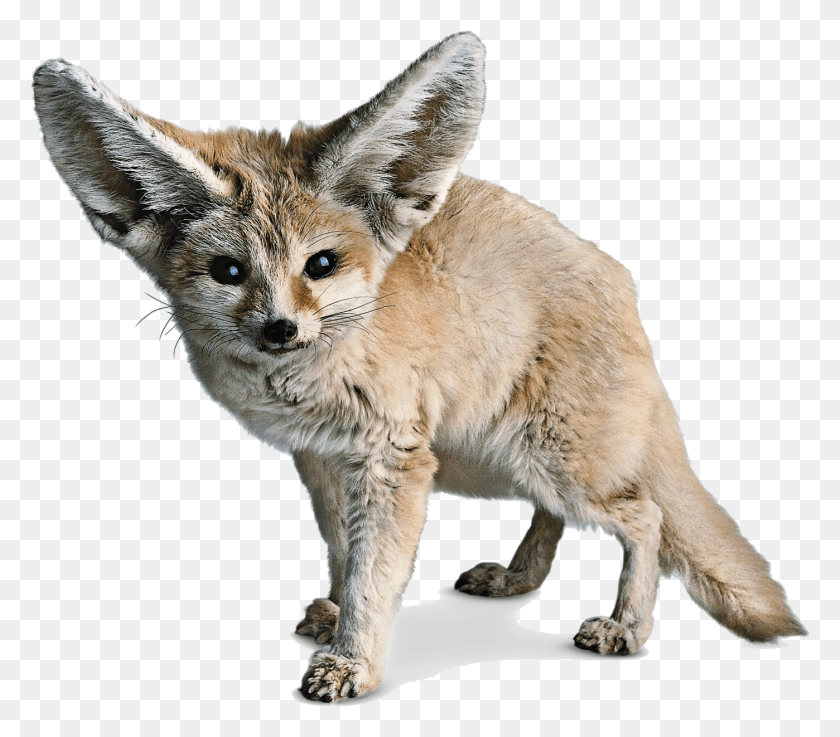1398x1215 Fennec Fox Photos Fennec Fox На Прозрачном Фоне, Kit Fox, Canine, Wildlife Hd Png Скачать