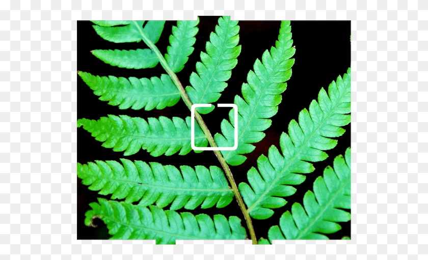 539x451 Fern 1 Onoff Fern, Plant, Leaf HD PNG Download