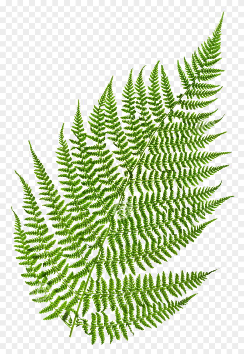 825x1225 Fern, Plant, Green, Spider Web HD PNG Download