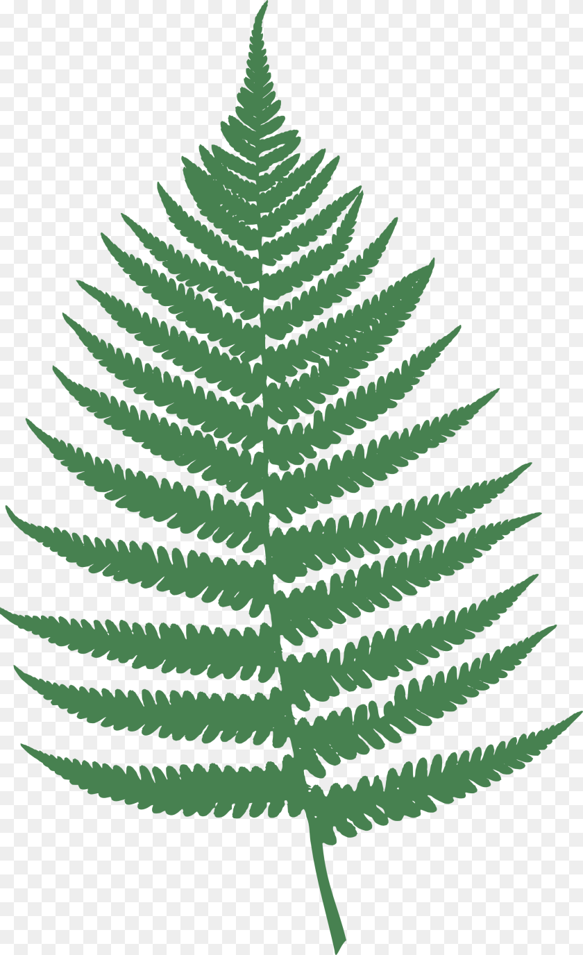 1979x3242 Fern Clip Art, Leaf, Plant Transparent PNG