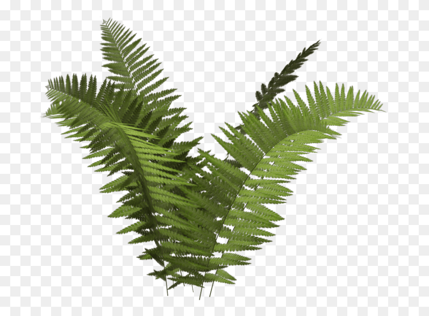 692x558 Fern Clipart Different Plant Transparent Background Fern Clipart, Leaf, Bird, Animal HD PNG Download