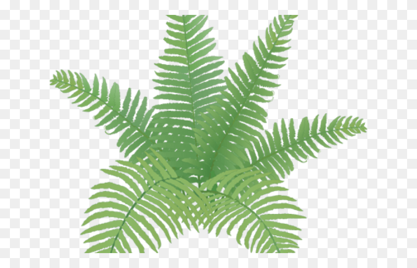 640x480 Fern Clipart Simple Easy Fern Plant Drawing HD PNG Download