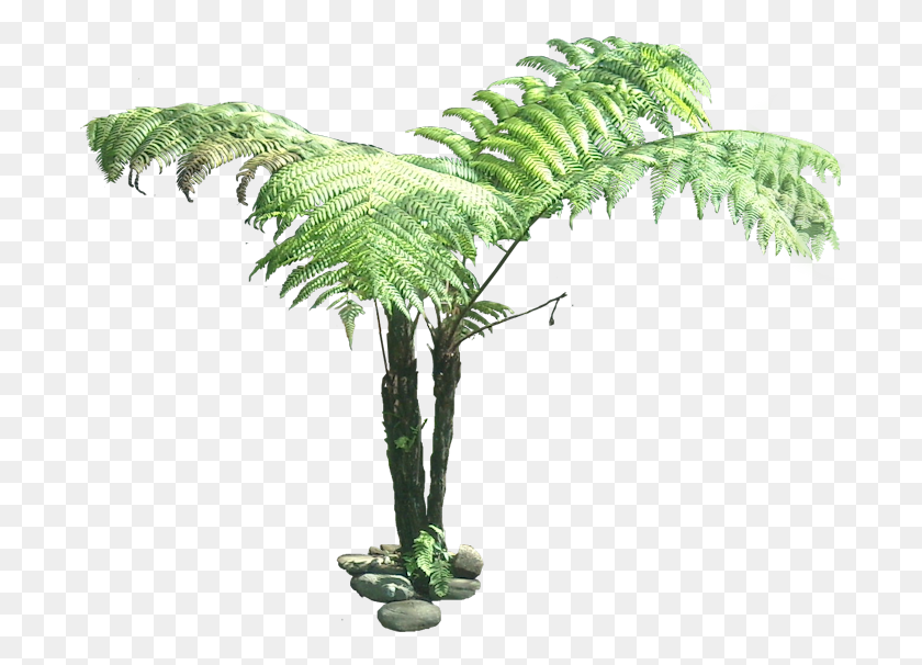 700x546 Fern Clipart Transparent Background Tree Fern Cut Out, Plant HD PNG Download